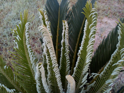 [Many of the individual leaves of each frond are curled inwards like someone used a curling iron. The original dark green fronds are very flat compared to the newer light green fronds.]